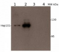 HSP101 | ClpB heat shock protein, N-terminal (chicken antibody)